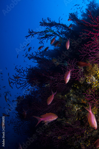 MEDITERRANEAN MARINE ENVIRONMENT