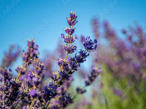 Lavendel Feld bl  ht im Sommer