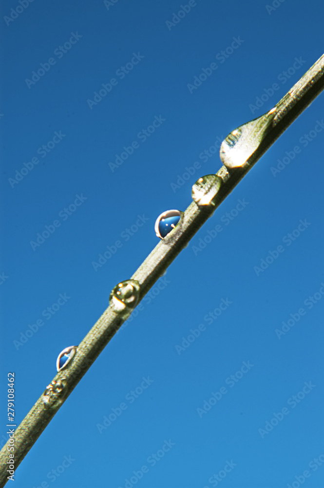 Beautiful large transparent drops of water dew on grass close up. Bright blue sky background Beautiful large transparent drops of water dew on grass close up. Bright blue sky background