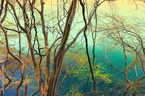 Tangled vines and trees