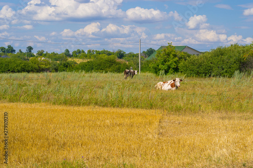 cow is grazed on a green meadow. Sunny day. Green grass