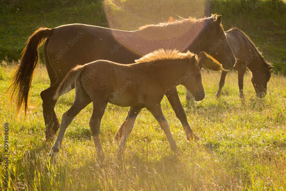 Horse and foal running through the meadow Horse and foal running through the meadow