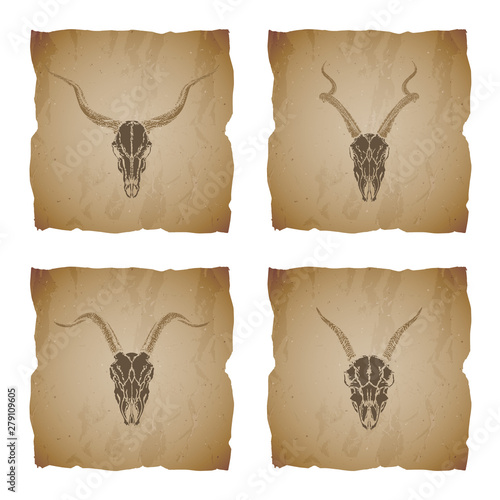Vector set of four illustrations with hand drawn skulls antelope and goat on vintage torn edges background. Sketch in sepia color.