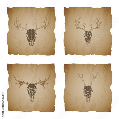 Vector set of four illustrations with hand drawn skulls roe deer, moose and stag on vintage torn edges background. Sketch in sepia color.