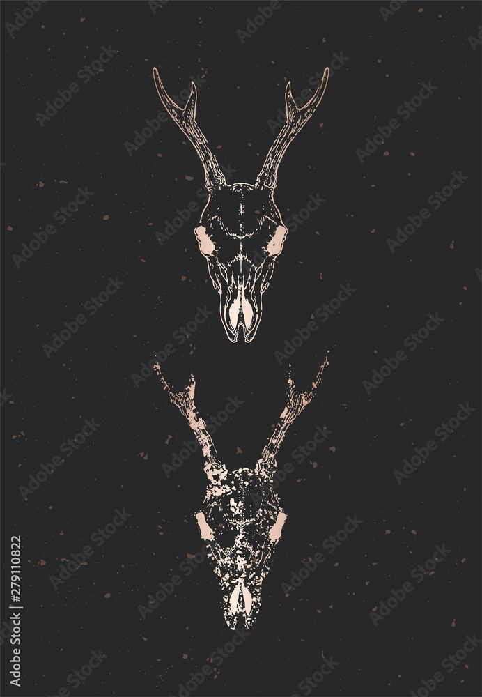 Vector illustration with two variants of hand drawn roe deer skulls on ...