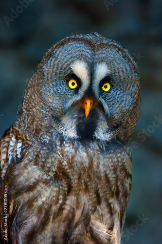 The great grey owl or great gray owl (Strix nebulosa), portrait with dark background. Portrait of the big owl.