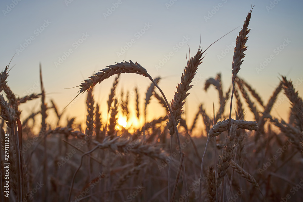 Spikelets of ripe rye on a background of dark blue sky and the sun at sunset Spikelets of ripe rye on a background of dark blue sky and the sun at sunset
