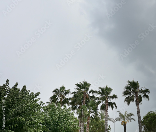 Stormy palms