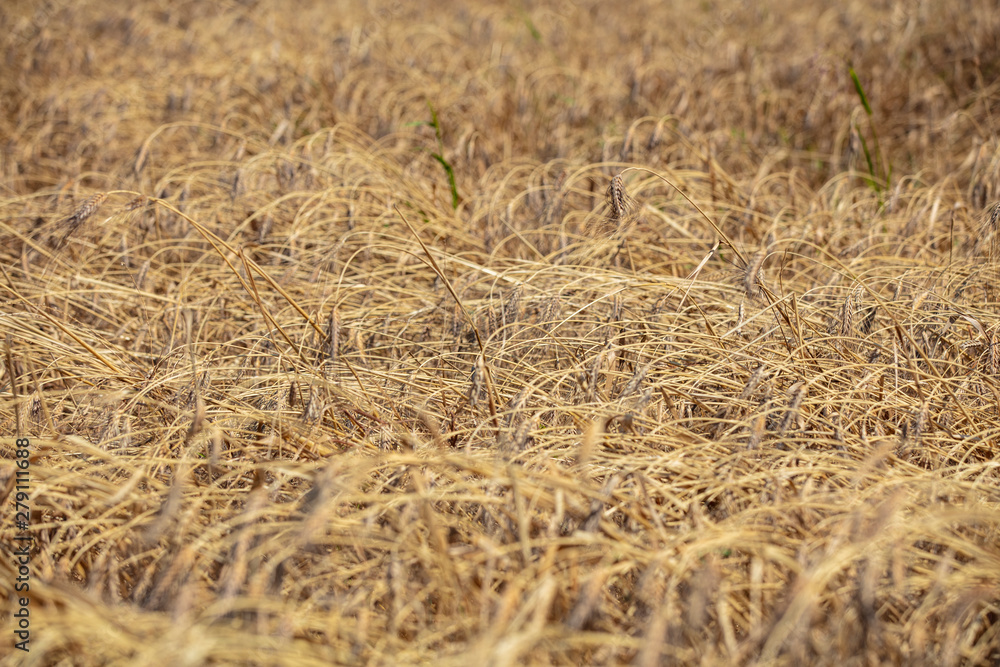 Wheat field. Ears of golden wheat close up. Beautiful Nature Sunset Landscape. Rural Scenery under Shining Sunlight. Background of ripening ears of meadow wheat field. Rich harvest Concept Wheat field. Ears of golden wheat close up. Beautiful Nature Sunset Landscape. Rural Scenery under Shining Sunlight. Background of ripening ears of meadow wheat field. Rich harvest Concept