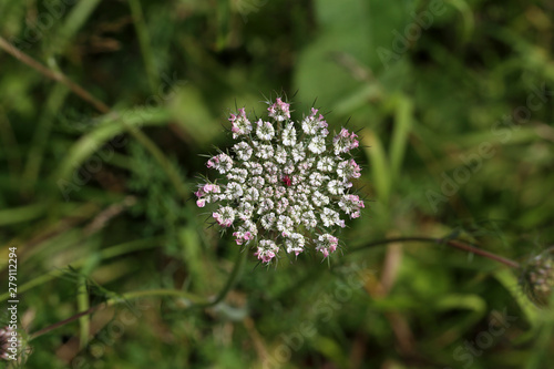 Daucus carota plants or wild carrot in bloom photo