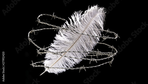 White feather locked in barbed wire. Freedom of the press concept. Isolated on black background. Studio shoot. photo