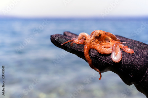 Little Octopus with wetsuit human hand on the beach in Mediterranean Sea.