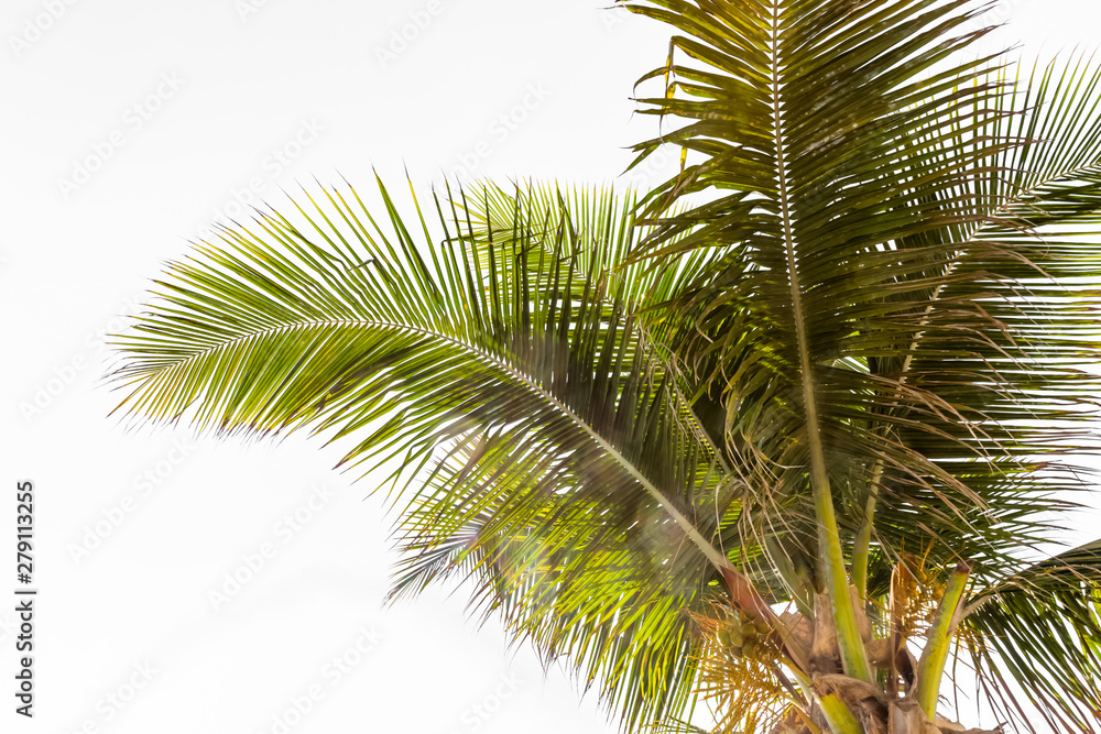 Fototapeta premium coconut palm tree isolated on white background