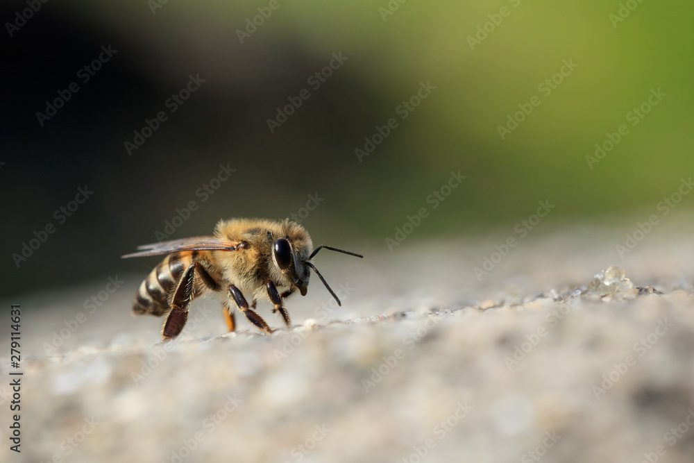 Cape honey bee walks across the top of a concrete wall. Close up with blurred nature background. Cape honey bee walks across the top of a concrete wall. Close up with blurred nature background.