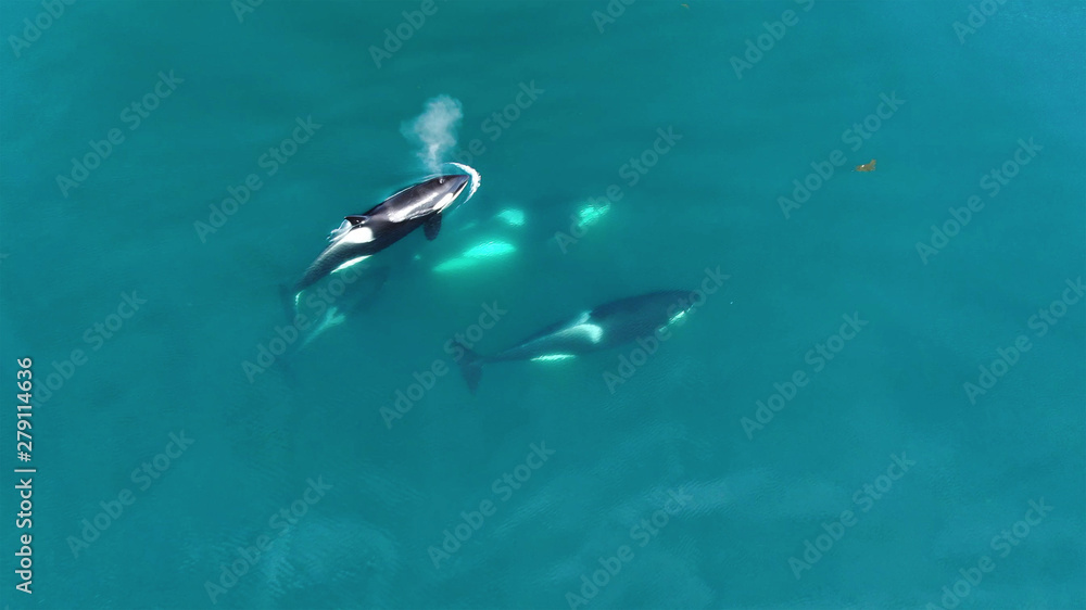 Obraz premium Wild Orcas killerwhales pod traveling in open water in the ocean