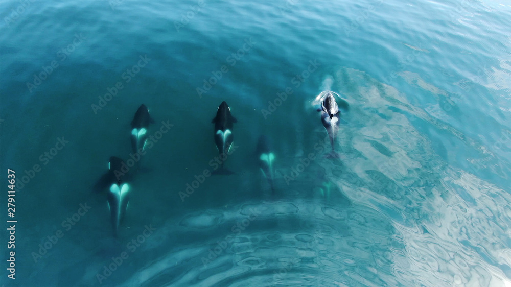 Wild Orcas killerwhales pod  traveling in open water in the ocean - obrazy, fototapety, plakaty 