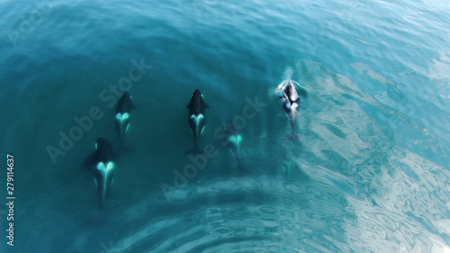 Wild Orcas killerwhales pod  traveling in open water in the ocean photo