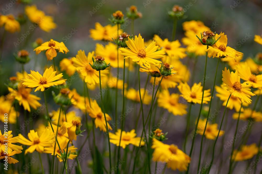 Coreopsis flowers on a summer sunny day on the lawn. Annuals plants. Bright picture. Unpretentious flowers for garden Coreopsis flowers on a summer sunny day on the lawn. Annuals plants. Bright picture. Unpretentious flowers for garden