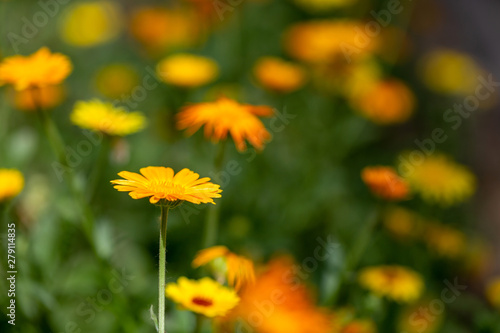 Marigold flowers on a summer sunny day on the lawn. Medicinal plants. Calendula flowers