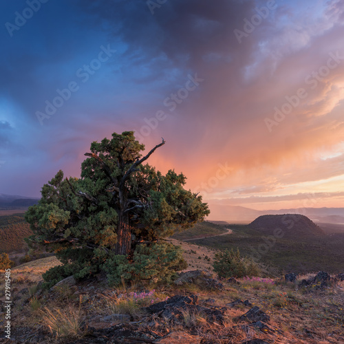 Landscape with lonely tree and dark and colorful stormy sky. Pine tree blowing in the winds before a power storm or hurricane. Landscape concept