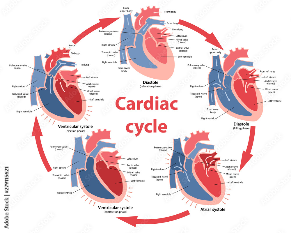 Stockvector Diagram of the phases of cardiac cycle with main parts ...