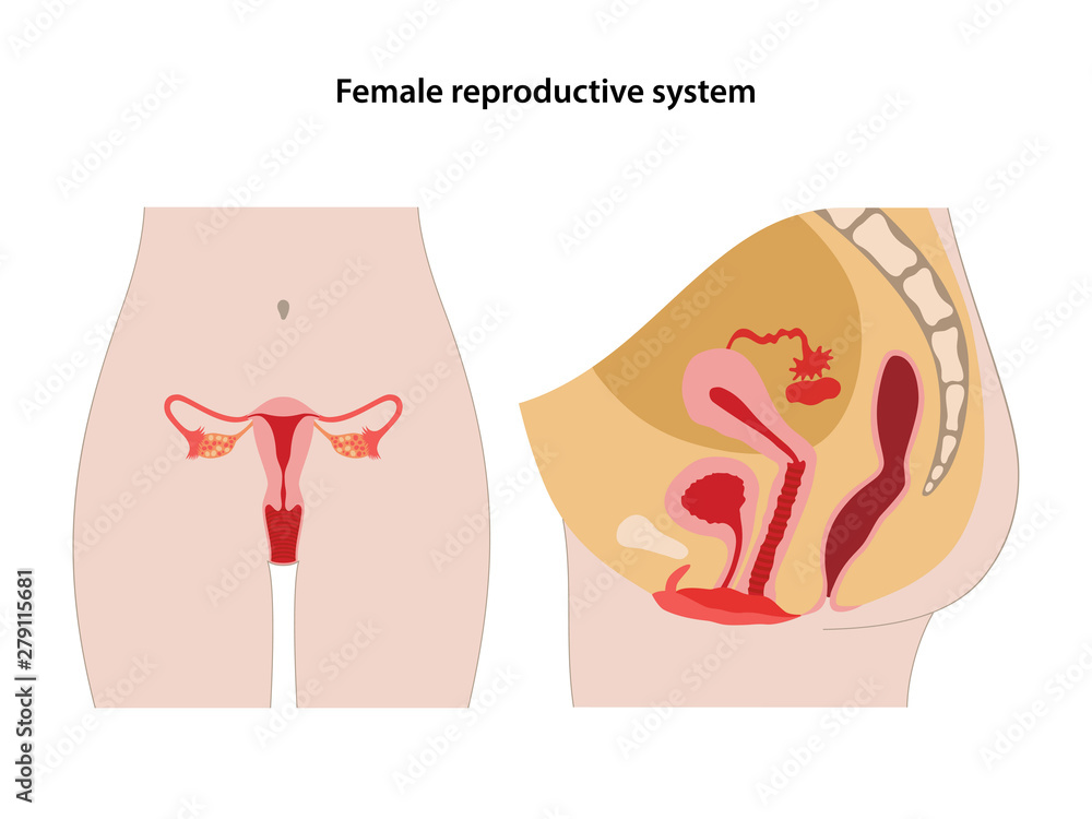 Female Reproductive System Icon Flat Graphic Design High-Res Vector Graphic  - Getty Images