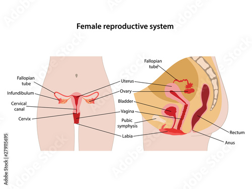Female reproductive system with main parts labeled. Anterior and lateral views. Vector illustration in flat style over white background.