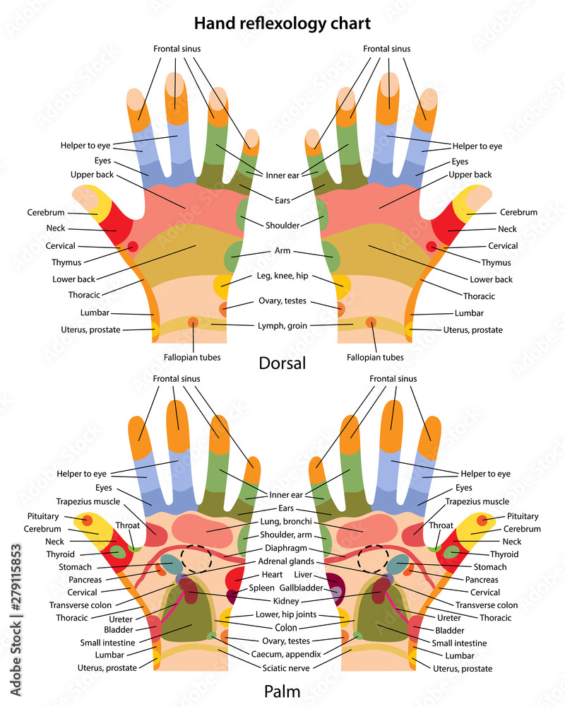 Vettoriale Stock Hand reflexology chart with description of the  corresponding internal and body parts. Palm and dorsal side. Acupuncture  points on the hands. Vector illustration in flat style over white  background