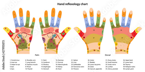 Hand reflexology chart with description of the corresponding internal and body parts. Palm and dorsal side. Acupuncture points on the hands. Vector illustration in flat style over white background