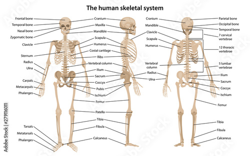 Human skeleton in front, profile and back views with main parts labeled. Vector illustration in flat style over white background.