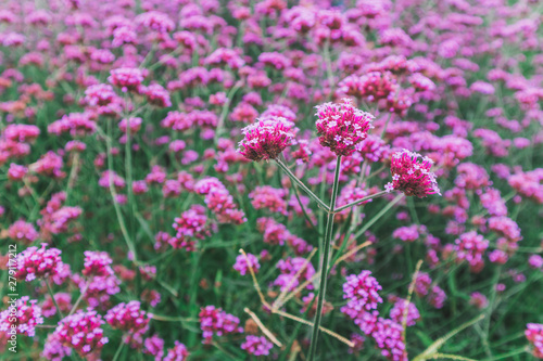 Blooming Verbena flower close up