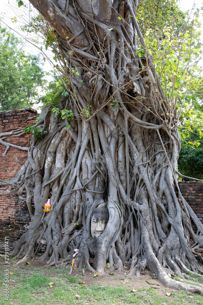View of the ancient stone Buddha head under tree roots in Ayutthaya