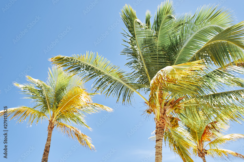 Fototapeta premium palm trees against blue sky