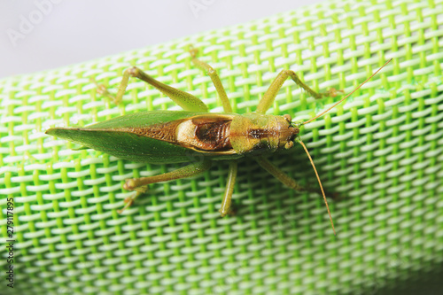 Top back close up picture of a locust sitting on a green synthetic back of a chair