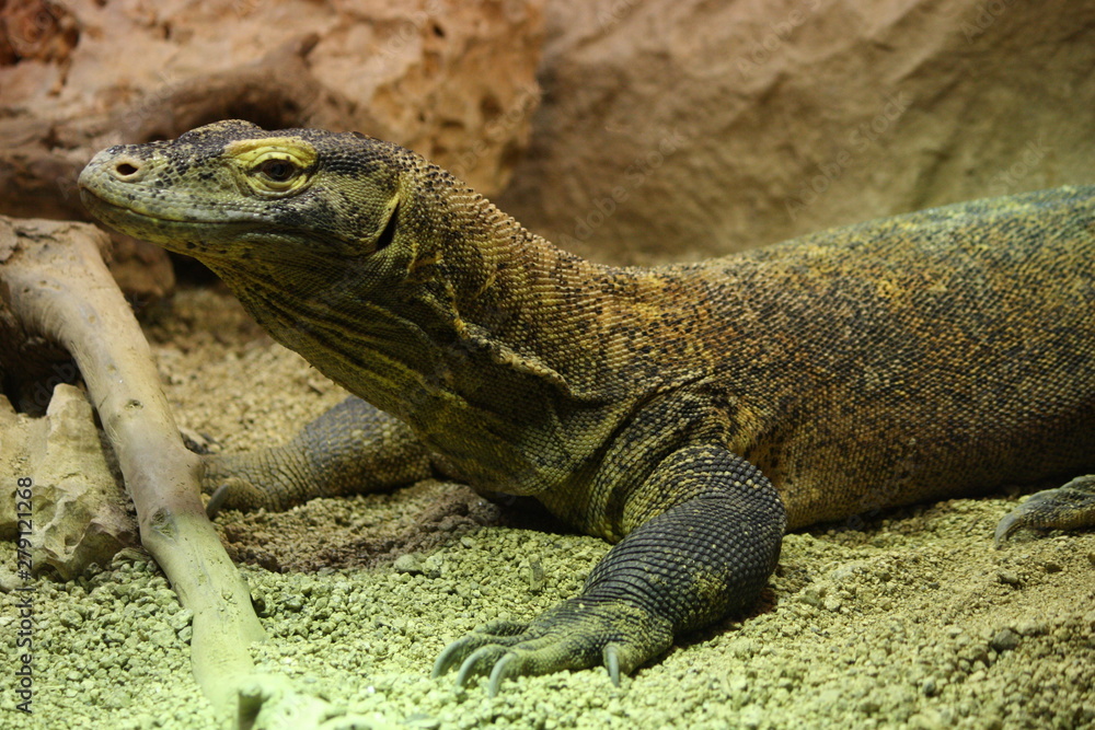 Fototapeta premium Komodo dragon resting on sand
