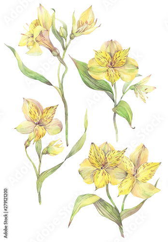 Floral set with yellow alstroemeria flowers. Hand painted watercolor illustration.