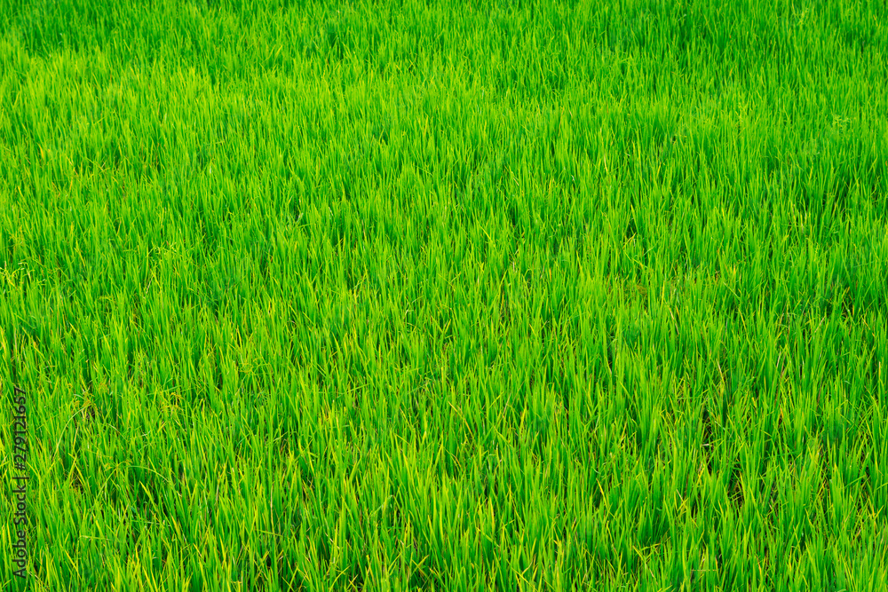 Obraz premium background of rice fields