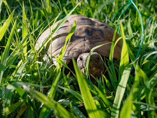 Tartaruga osserva photo