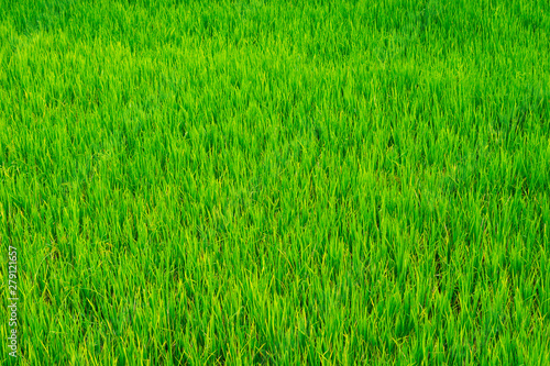 background of rice fields
