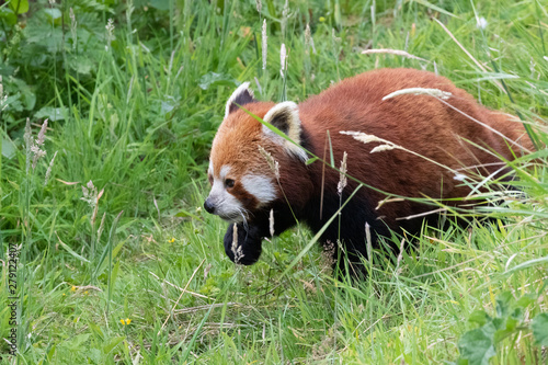 Red Panda