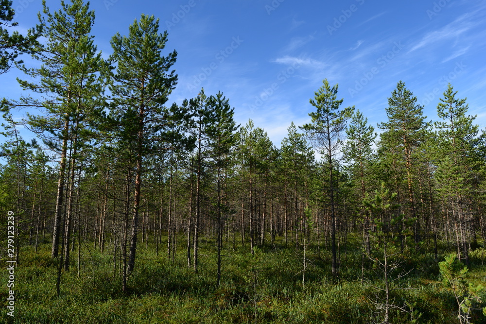 Low pines of a forest swamp in the summer morning under a clear blue sky Low pines of a forest swamp in the summer morning under a clear blue sky