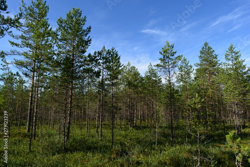 Low pines of a forest swamp in the summer morning under a clear blue sky