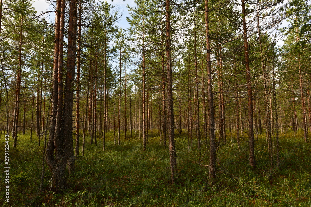 forest swamp a summer morning with of low pines in thickets of green marsh plants forest swamp a summer morning with of low pines in thickets of green marsh plants