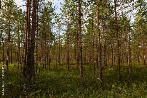 forest swamp  a summer morning with of low pines in thickets of green marsh plants