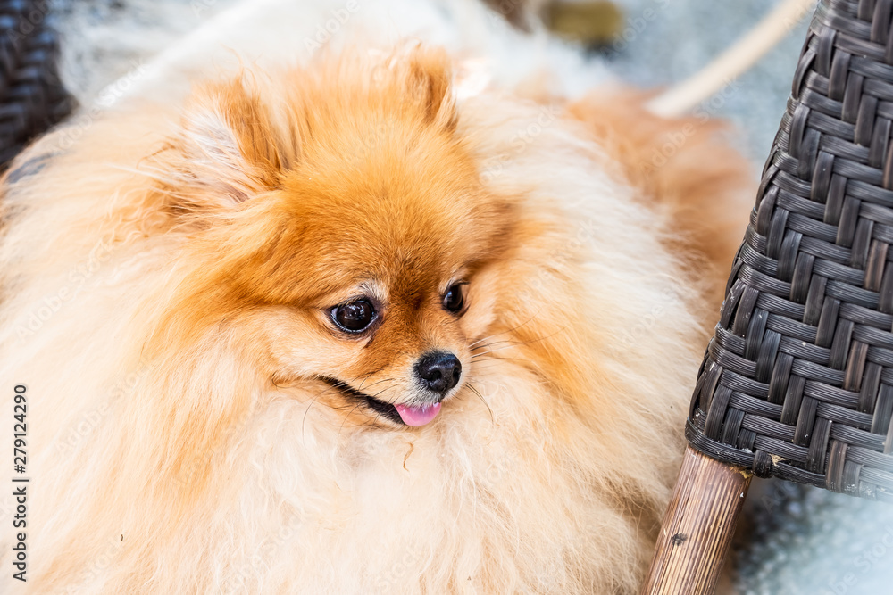 Petit chien spitz aux poils longs Petit chien spitz aux poils longs