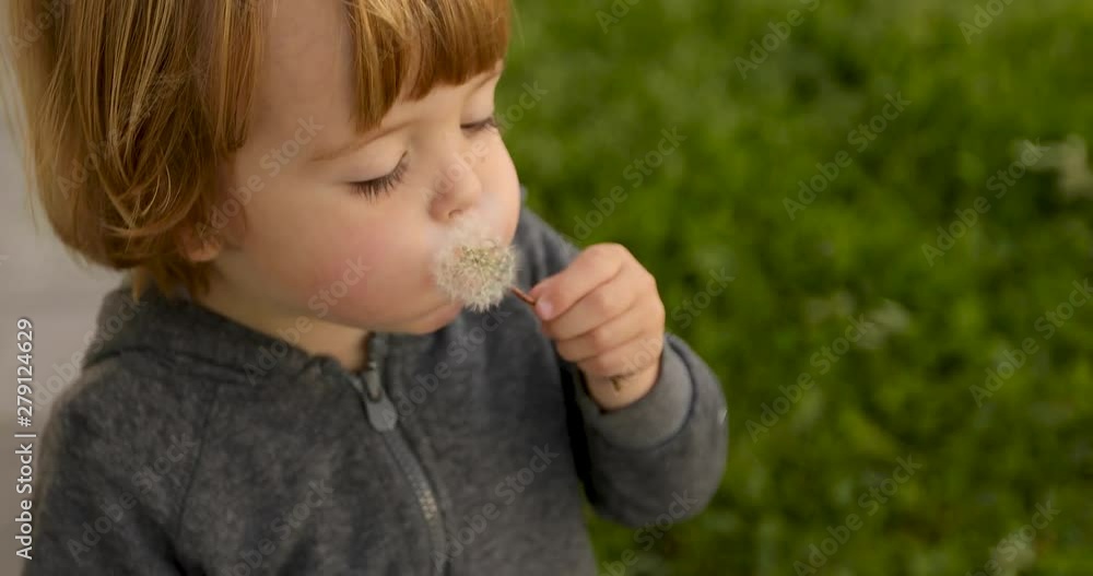 Interested adorable little boy playing and blowing on dandelion in park Interested adorable little boy playing and blowing on dandelion in park