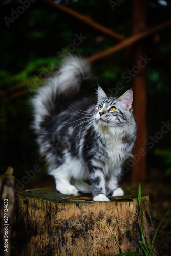 Silver white cat chilling in garden looking around and sitting on a wooden log. Playful 3 color Maincoon cat outdoor. Adorable gray kitten in a dark garden.  