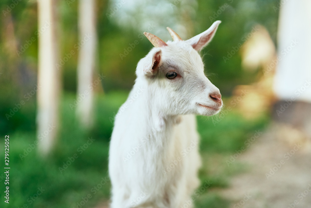 white goat on the meadow