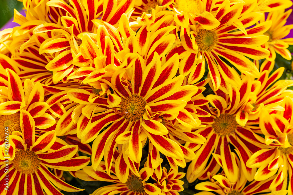abstract floral background abstract floral background