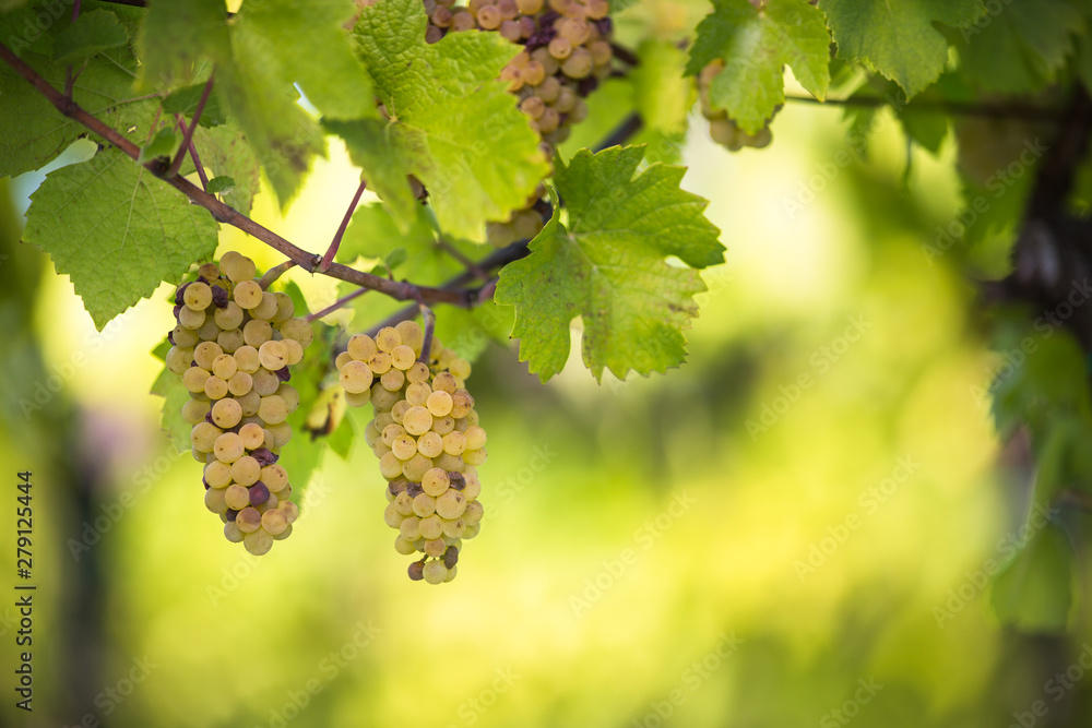 White wine grapes in a vineyard right before the harvest (color toned image)